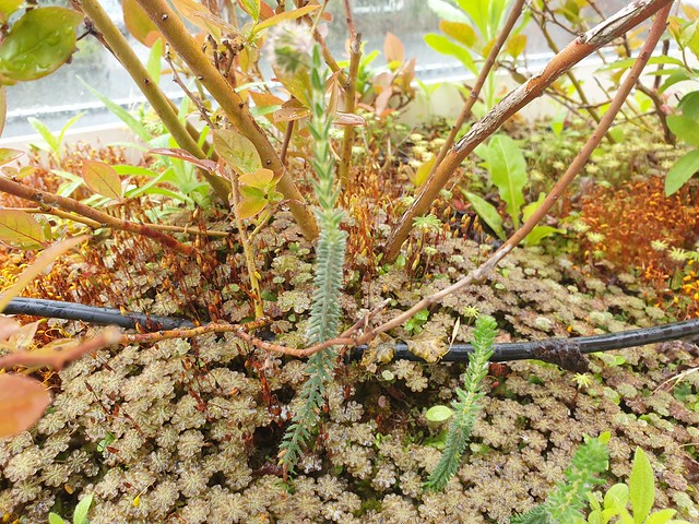 mosses growing