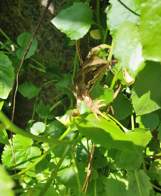 meanwhile in the garden